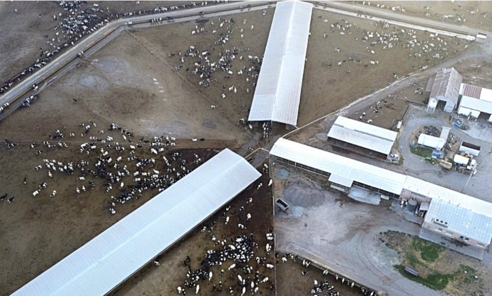 Mertens Dairy CAFO in Sonoma where 900 cows live in a feedlot with no access to pasture