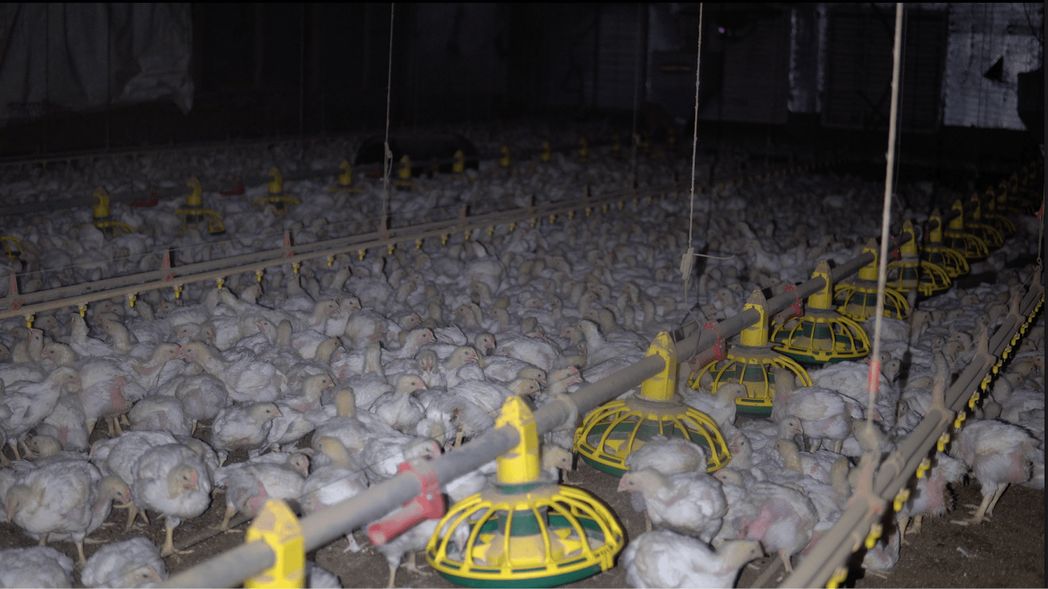 A Petaluma Poultry chicken CAFO in Santa Rosa