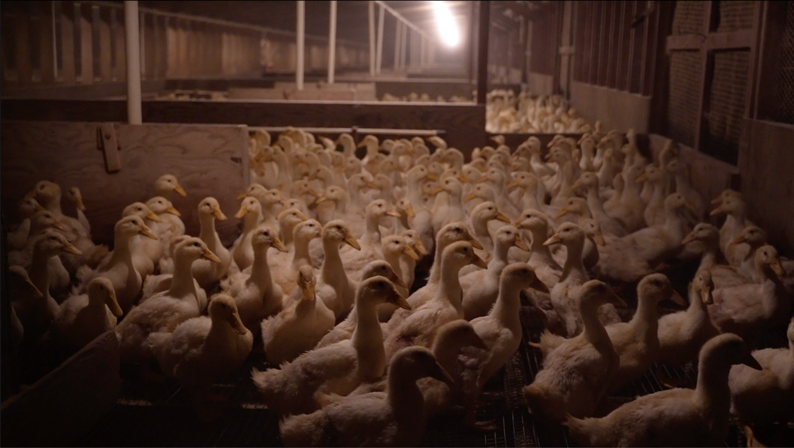Reichardt Duck CAFO in Petaluma